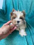 Biewer Yorkshire blueberry terrier piesek  Ignacy