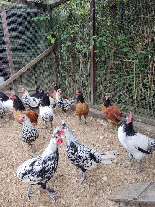 Kury ozdobne koguty lakenfelder vorwerk, włoszka i appenzeller