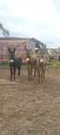 Burros e burras mansos