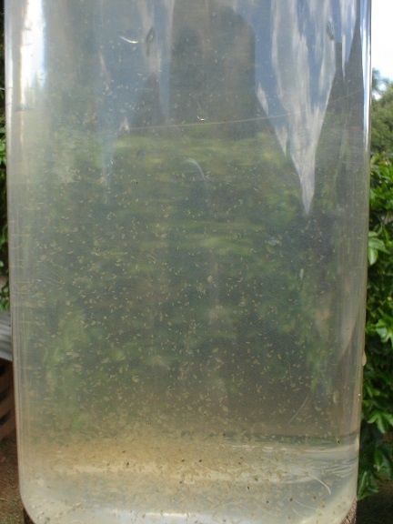 Dafnias - Alimento vivo para peixes