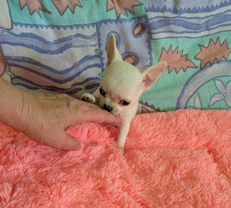 Chihuahua krótkowłosy FCI