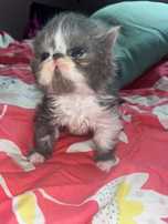 Kotki perske FPL Cat Club Felis  badania PKD