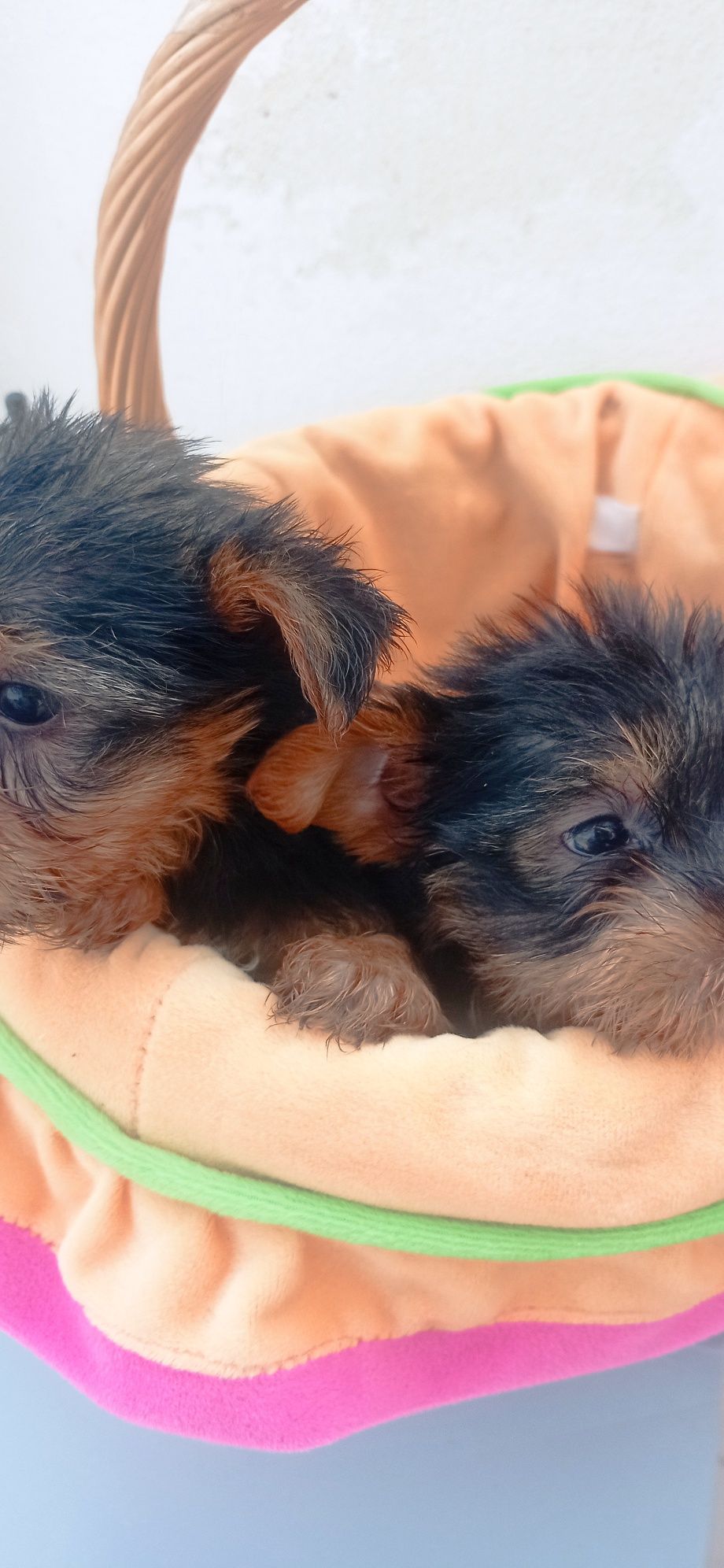 Yorkshire Terrier macho