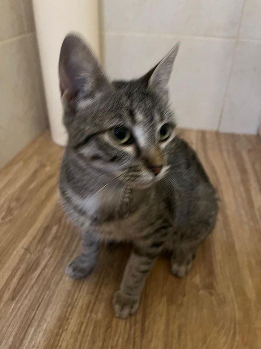 Gatinha 5 meses muito meiga esterilizada