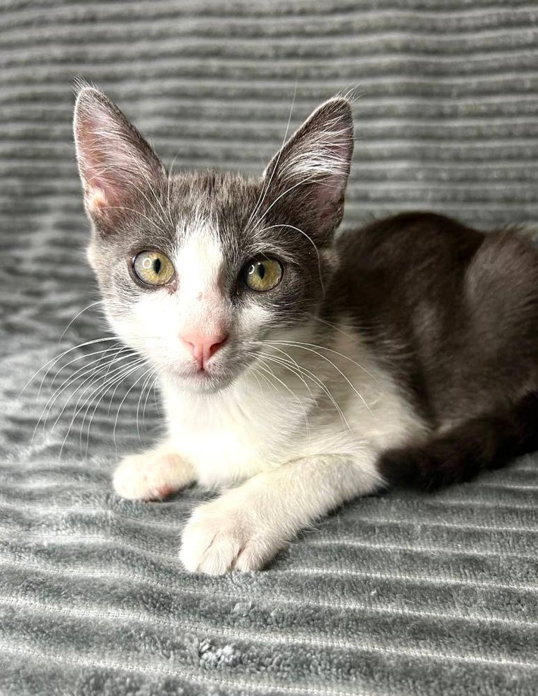 Серце з латкою, душа з муркотінням
