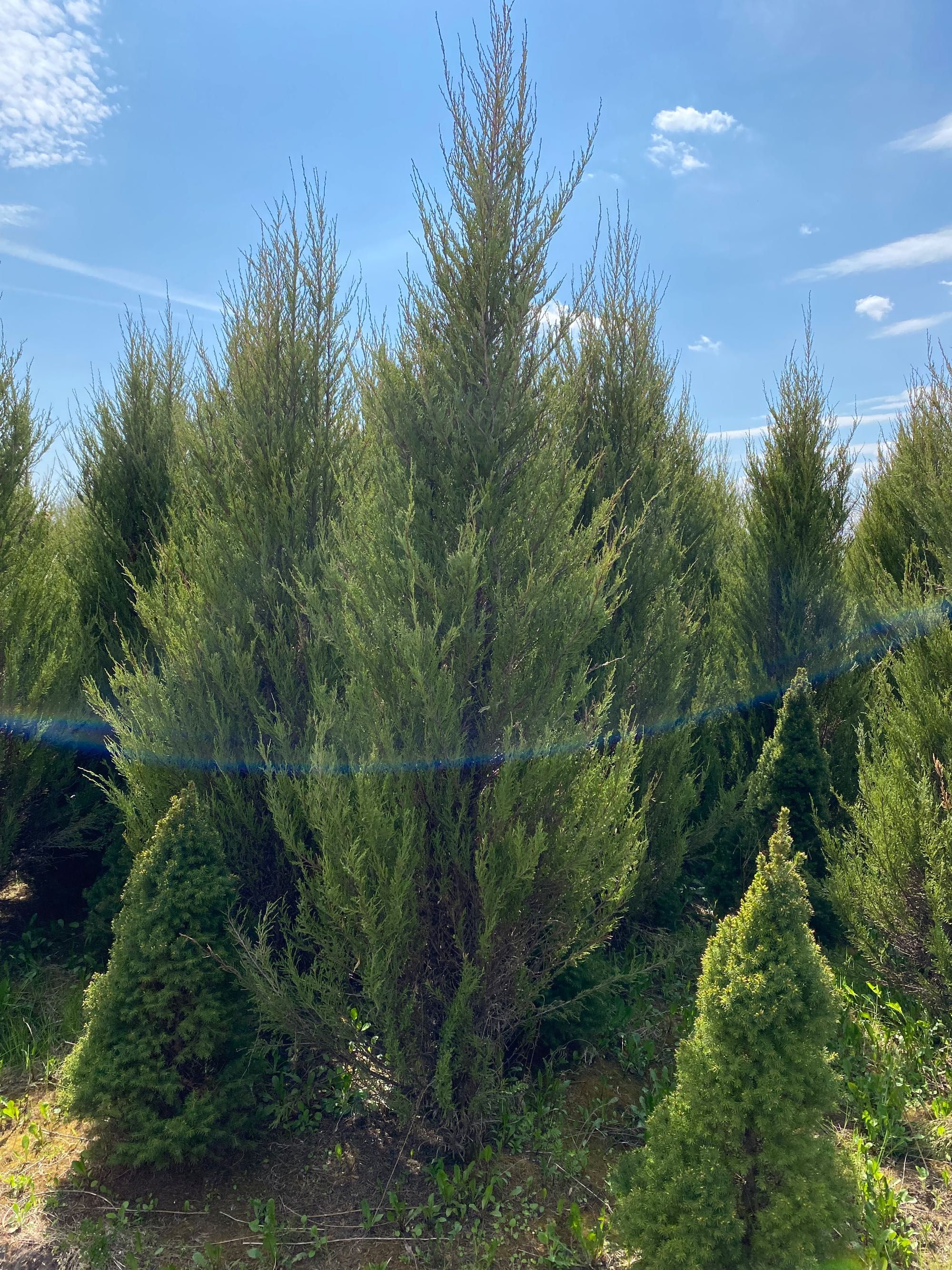Thuja tuja Brabant 240-280 cm i inne żywopłot Transport
