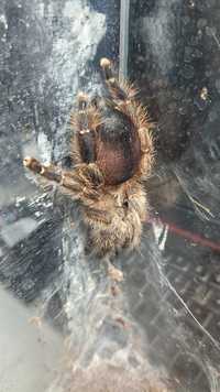 Avicularia merianae samice 5dc