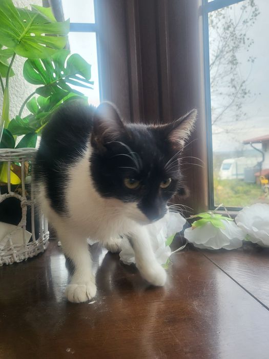 Oddam za darmo kotki