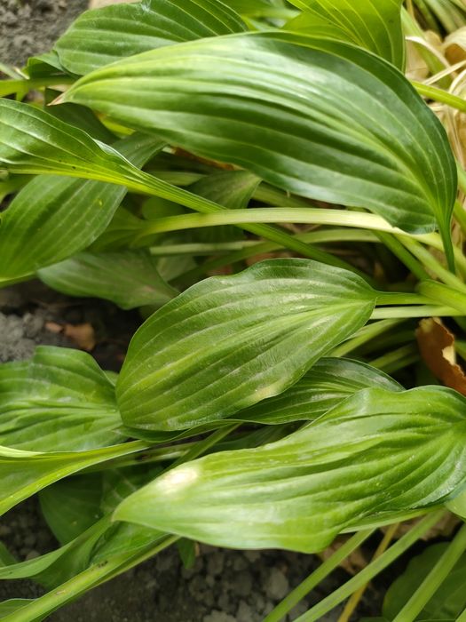 Хоста квіти багаторічні