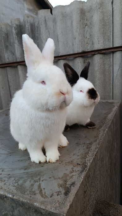 Кролики породи Каліфорнійська та Новозеландський білий.