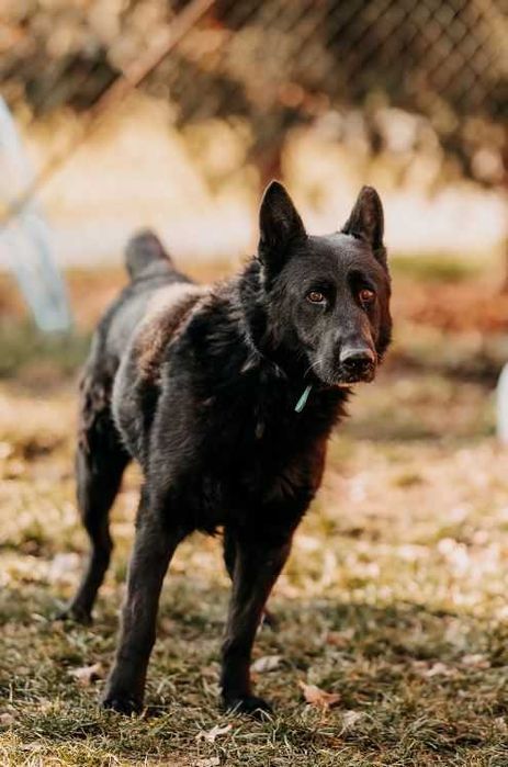 Imponujący, piękny, duży Blacky poleca się do adopcji!!!