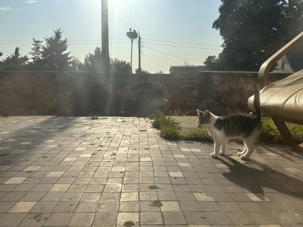 Kotek / kocurek pilne!