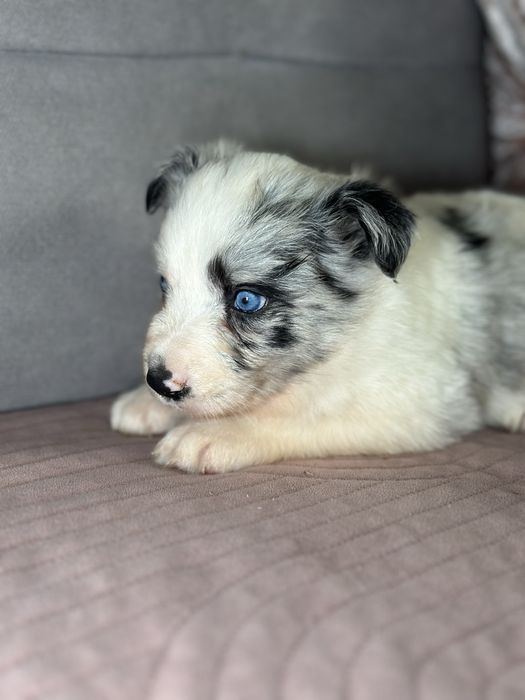 Suczka border collie blue merle do rezerwacji