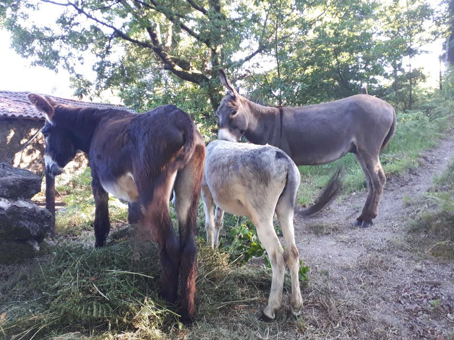 3 burros amigos dóceis