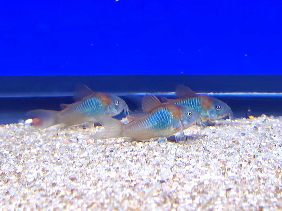 Corydora orange venezuela