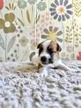 Jack Russell Terrier- bialo-brązowa sunia FCI