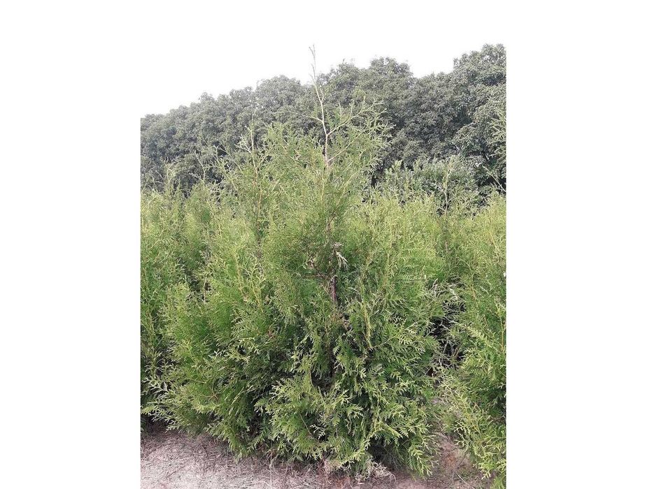 Thuja Brabant! 100,120,140,150,160 cm! Sadzenie! Tuja! Tuje! Dostawa!