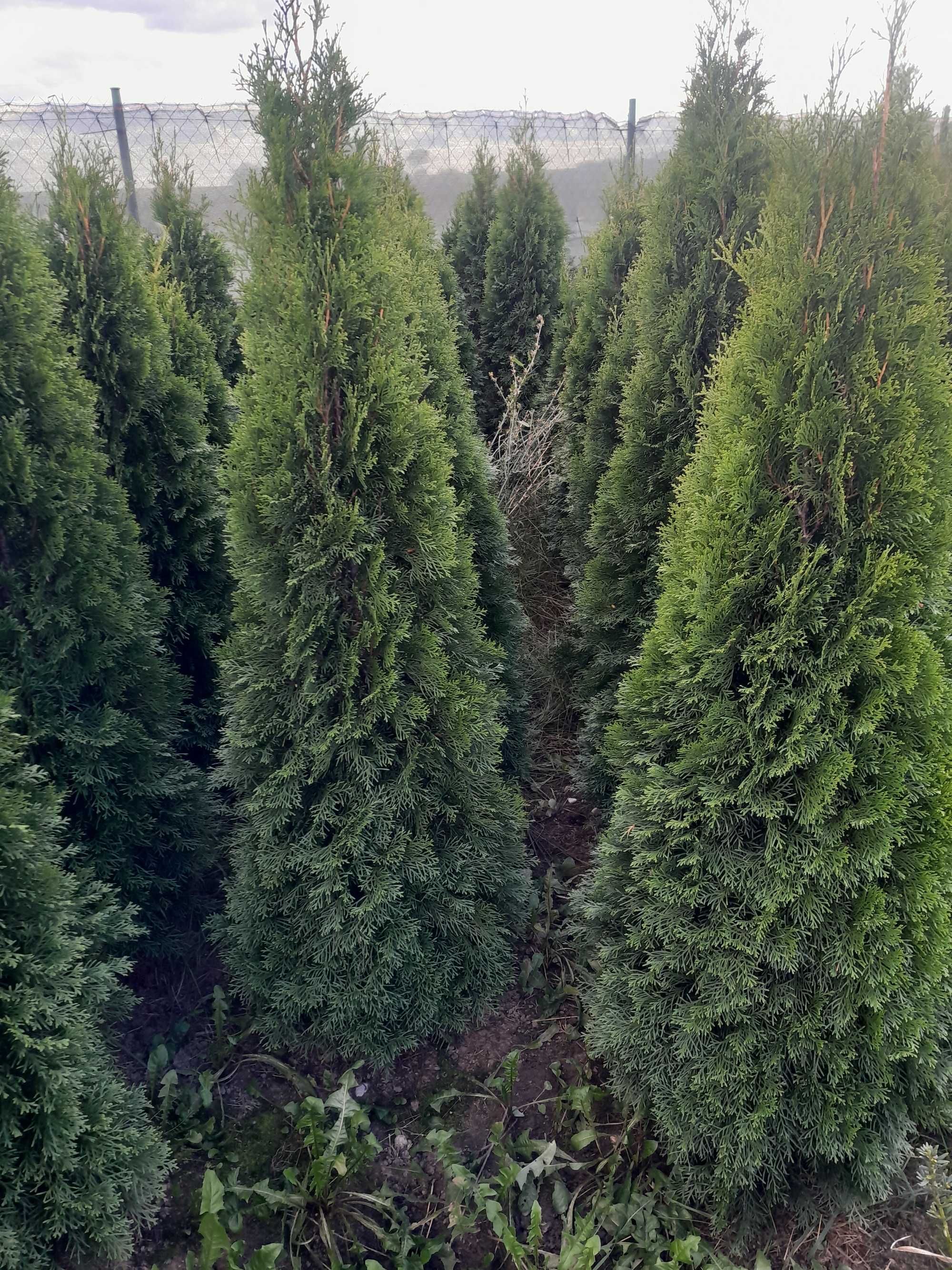 Thuja szmaragd,żywotnik