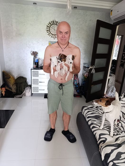 Продам цуценят породи фокстер'єр.