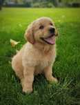 Szczenię golden retriever pies