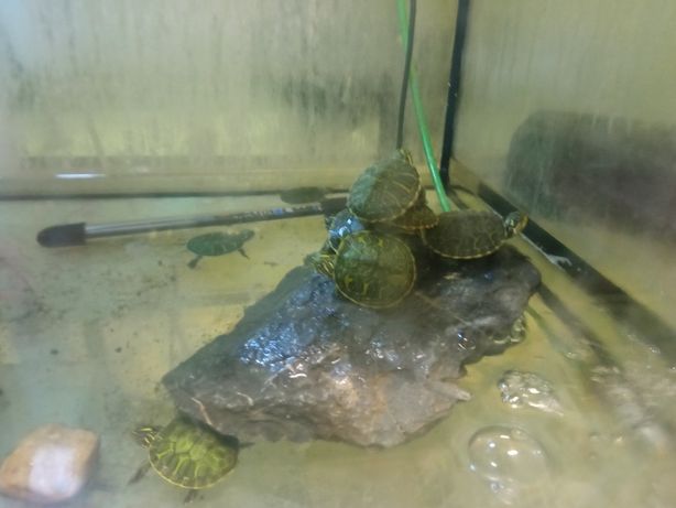 Żółw wodny lądowy