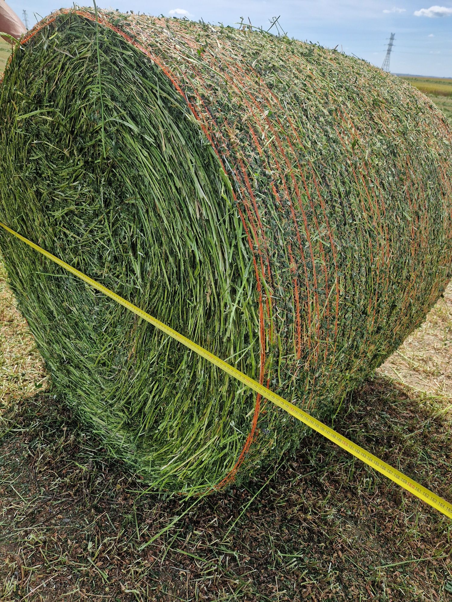 Czysta lucerna bele 130cm cena z transportem