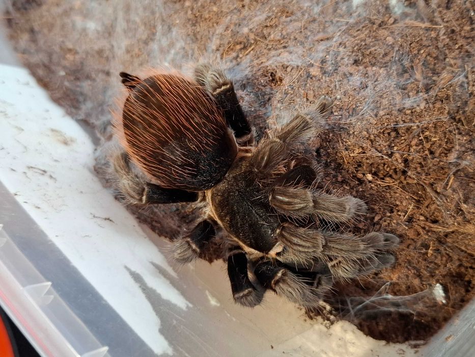 B. va.gans dorosła samica