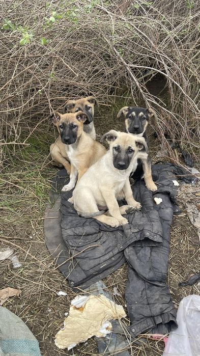 Щенок.  цуцик, собаченя