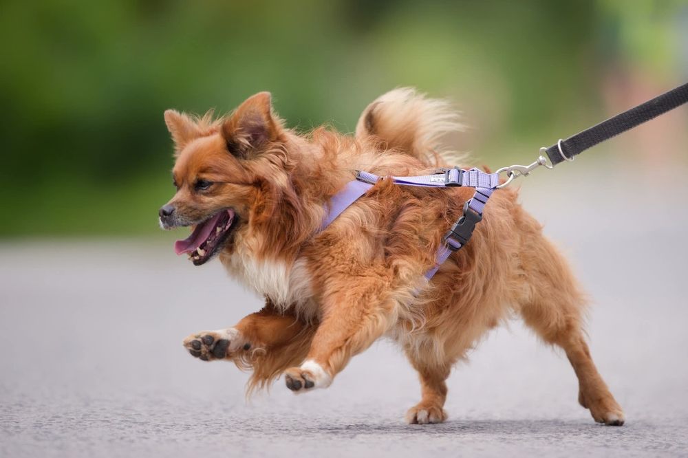 Maly rozbrykany Boguś czeka na dom