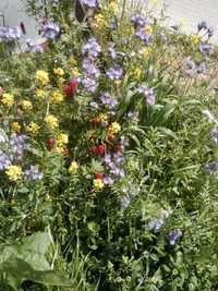 tani poplon FLORES MIESZANKI POPLONOWE gorczyca rzodkiew gryka facelia