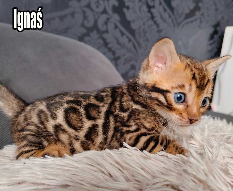 Kocurek bengalski z rodowodem