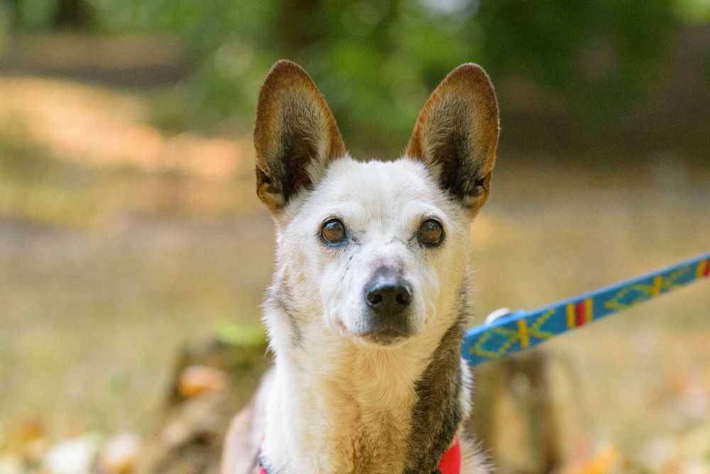 Lima - malutka ok 8 kg starsza sunieczka szuka domu
