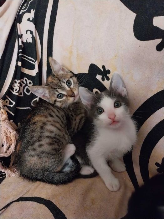 Gatinhos para adoção responsável