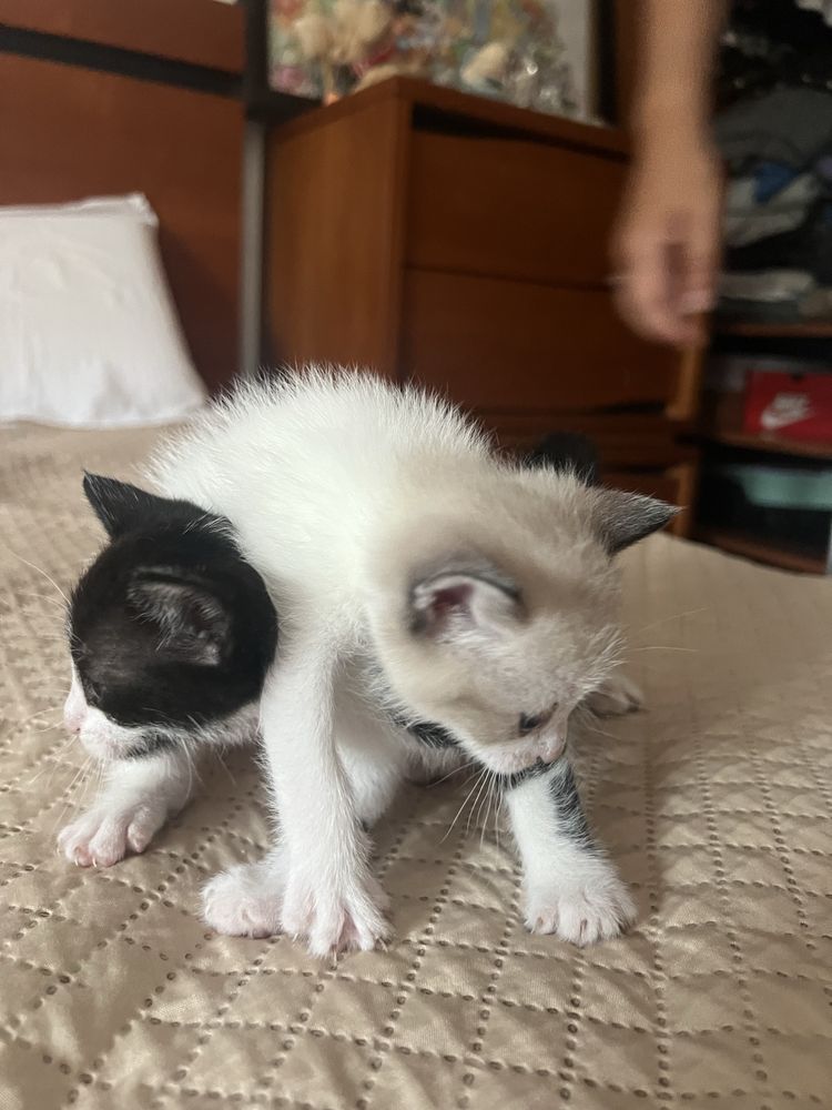 Gatinhos bebés prontos a adotar