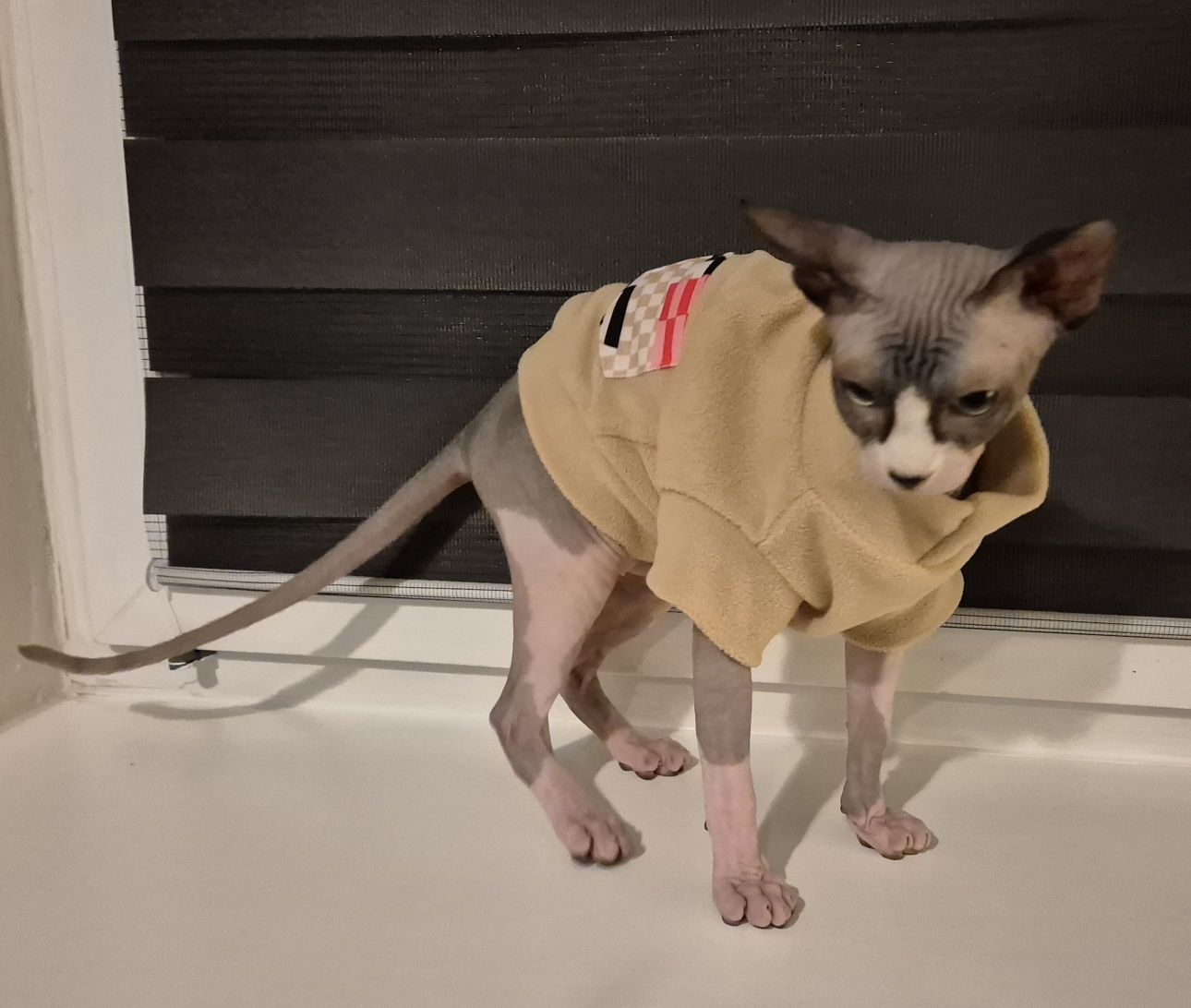 Bluza dla psa/kota z mikropolaru XS beżowa model Paris