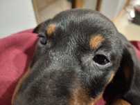 Jamniki  do adopcji
