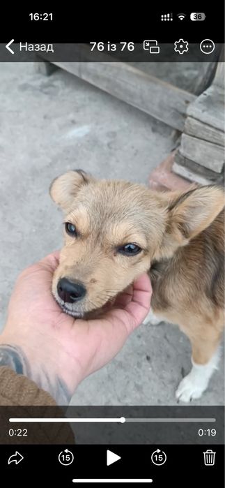 Цуценя в добрі руки