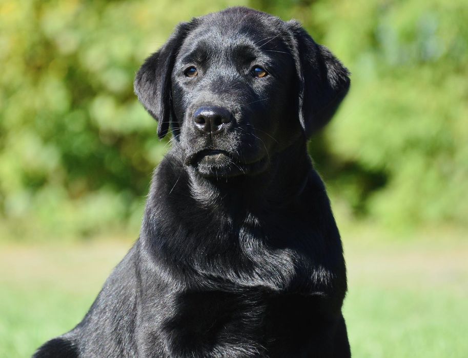 Ждёт свою семью прекрасный щенок лабрадор ретривер!