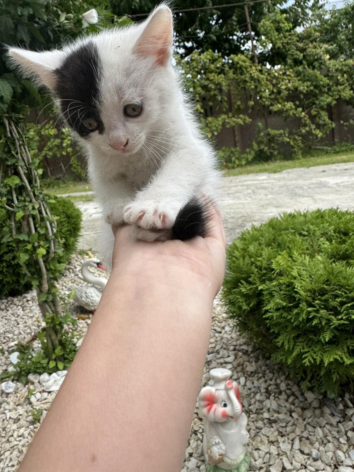 Коти, котики, кошенята,безкоштовно'