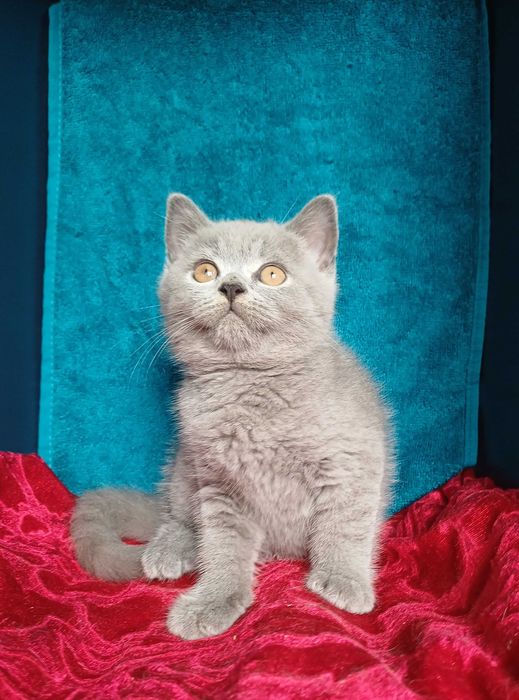 Piękna  kotka  Brytyjska niebieska z rodowodem