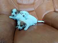 Sprzedam pieska Jack Russell Terrier