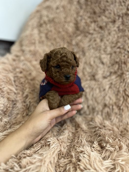 Пудель мініатюра