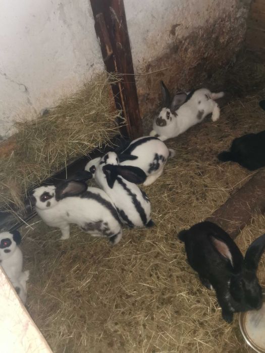 Króliki Srokacze Niemieckie