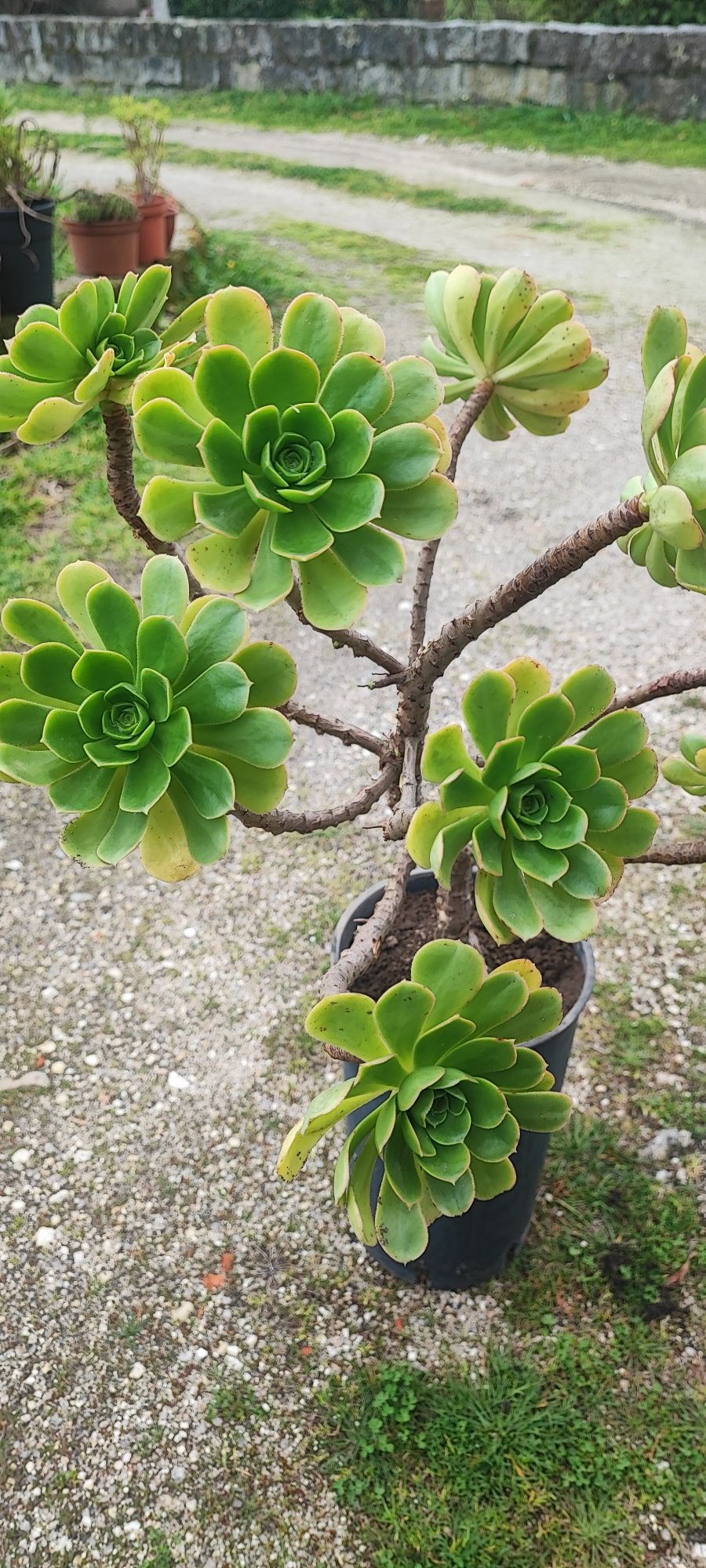 Planta suculenta