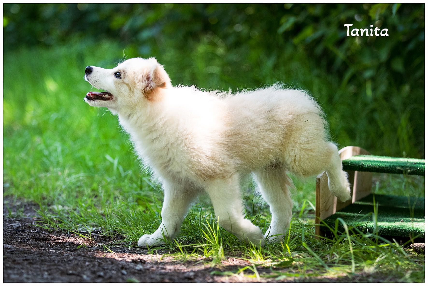 Border Collie FCI ZKwP