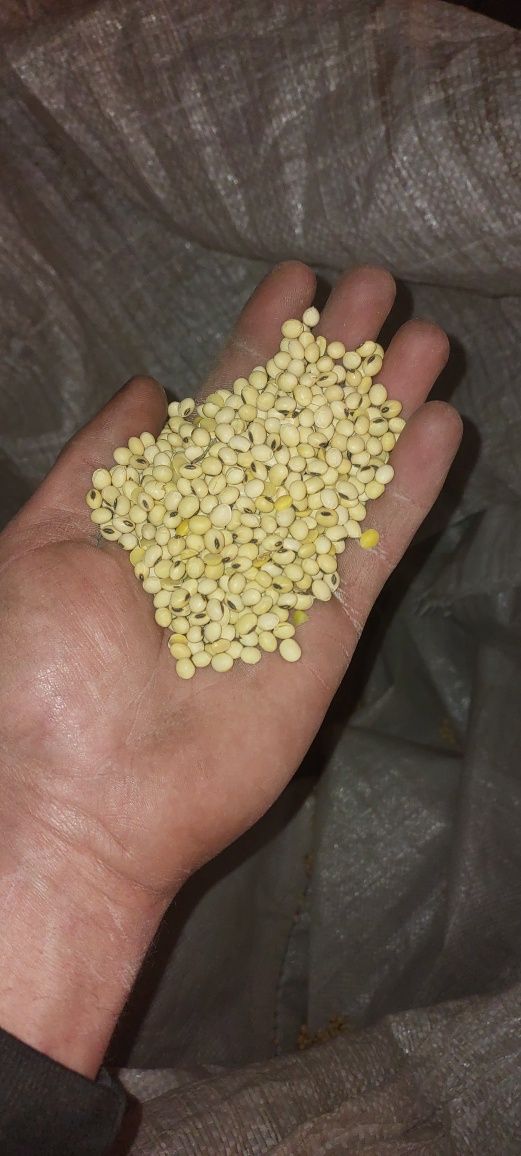 Продам очищене насіння сої.
