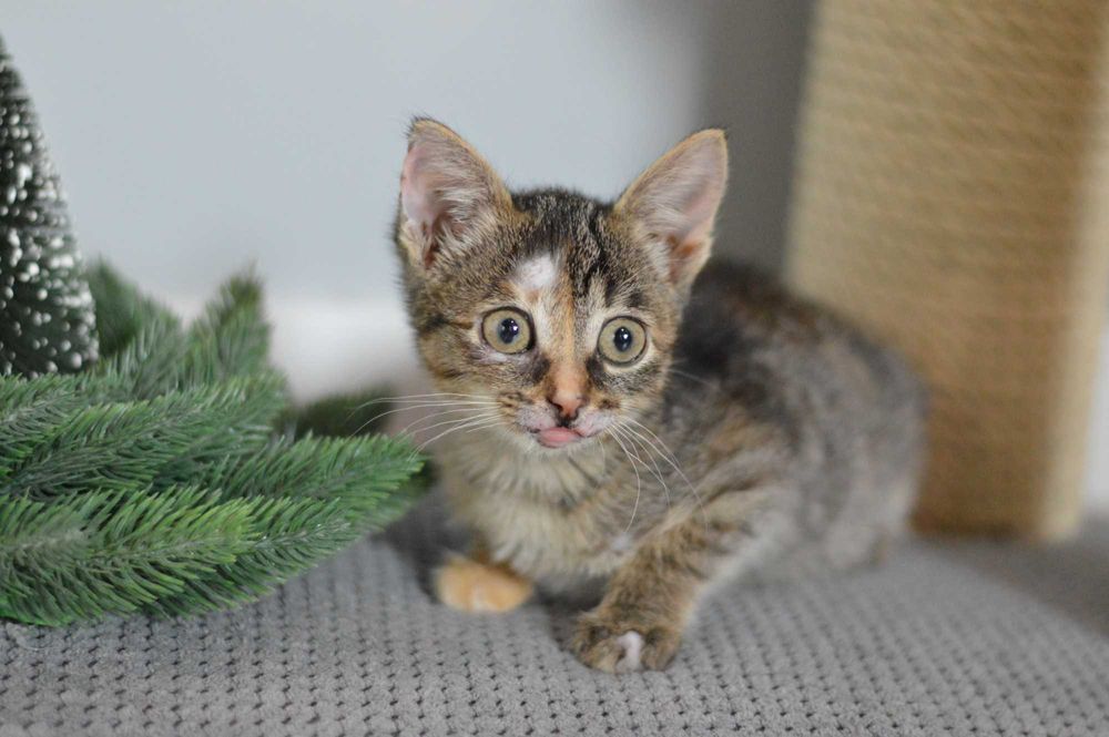 Бідна Селена, кошенятко 2,5 місяці