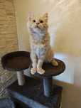 Kotka Maine coon