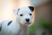 Suczka American Staffordshire Terrier Amstaff z rodowodem FCI ZKwP