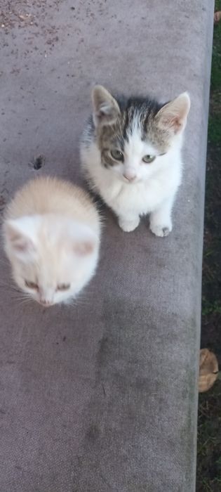 Małe koty         .